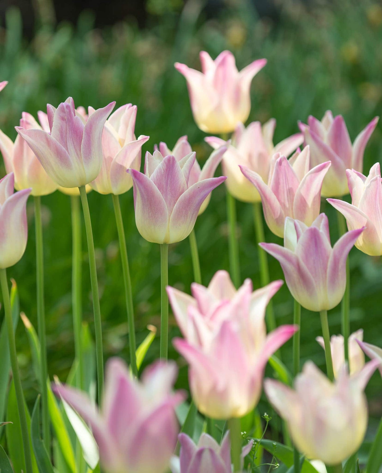 Tulip 'Elegant Lady' 20 x Bulbs - Beautiful Pink and White Flowers - Spring Flowering Bulbs