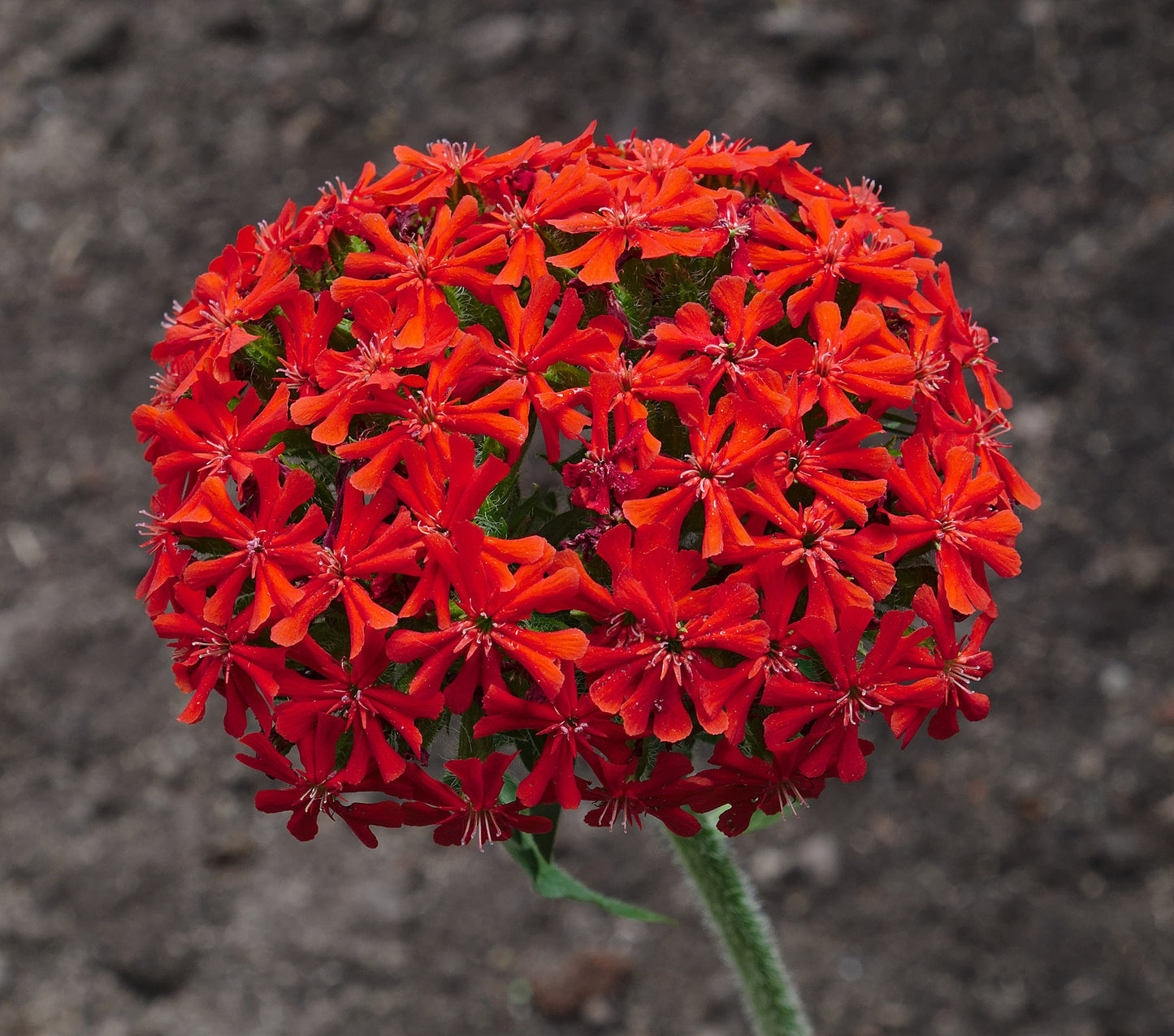 Maltese Cross 'Scarlet Red' 6 x Plug Plants