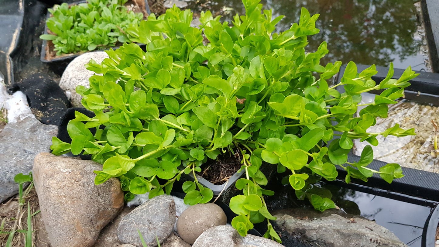 Creeping Jenny x 6 bare rooted Pond Plants - Waterfall and bog gardens