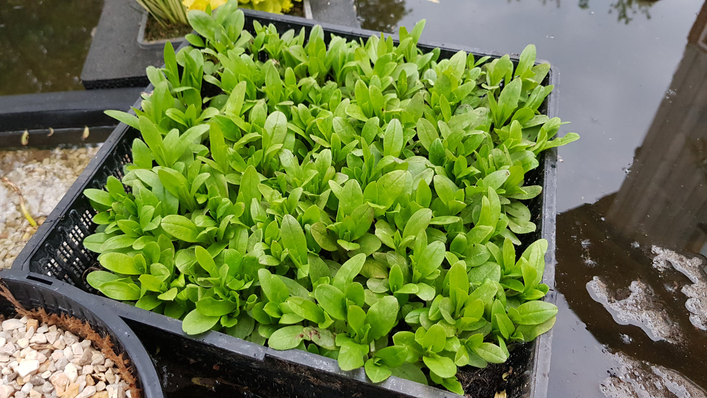 Aquatic Forget-Me-Not Pond Plant 6 x Bare Rooted Aquatic Marginal