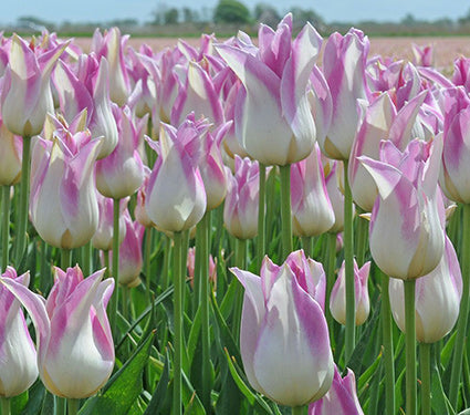 Tulip 'Elegant Lady' 20 x Bulbs - Beautiful Pink and White Flowers - Spring Flowering Bulbs