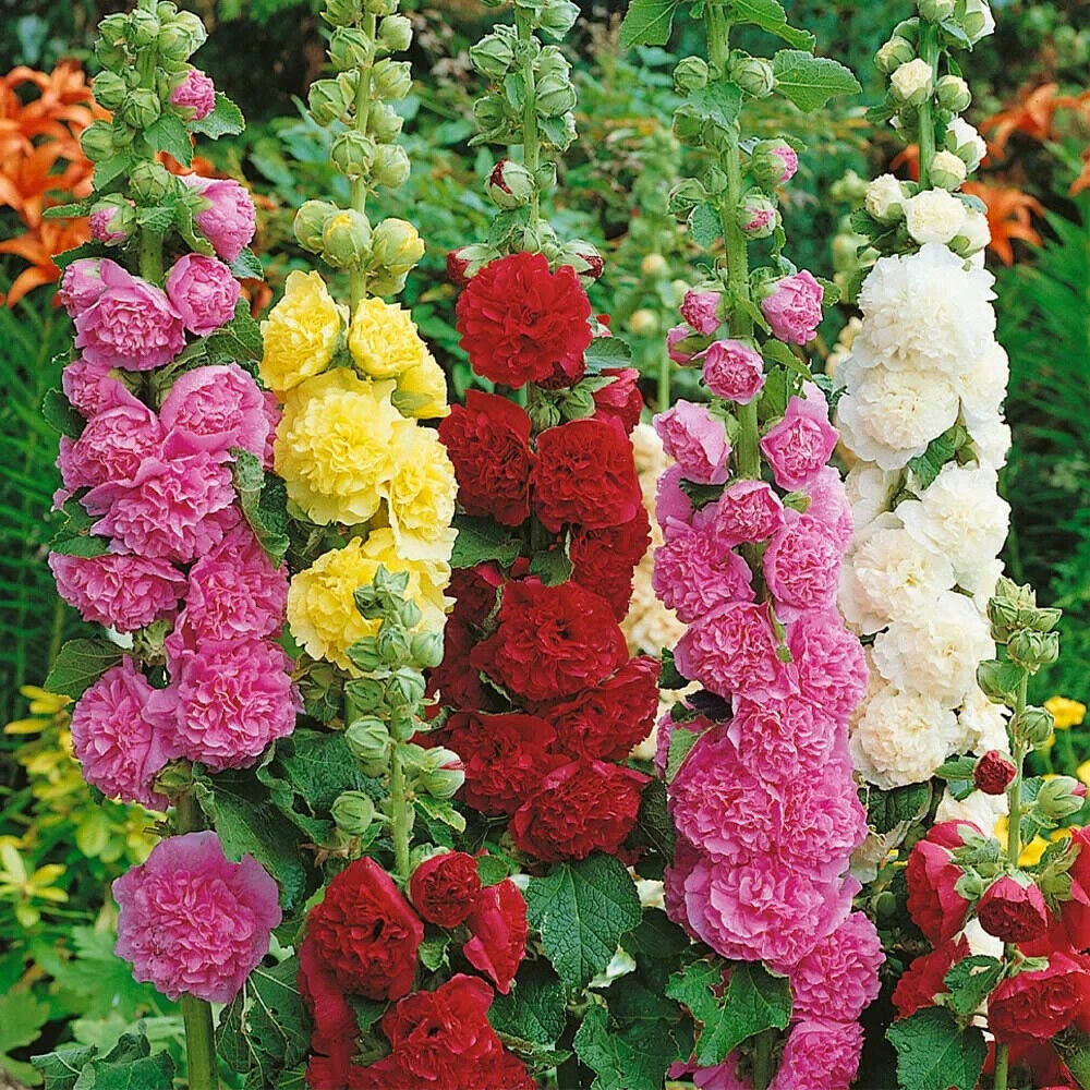 Hollyhock 'Chaters' Mix Doubles 3 x Plug Plants - Beautiful Double Mix