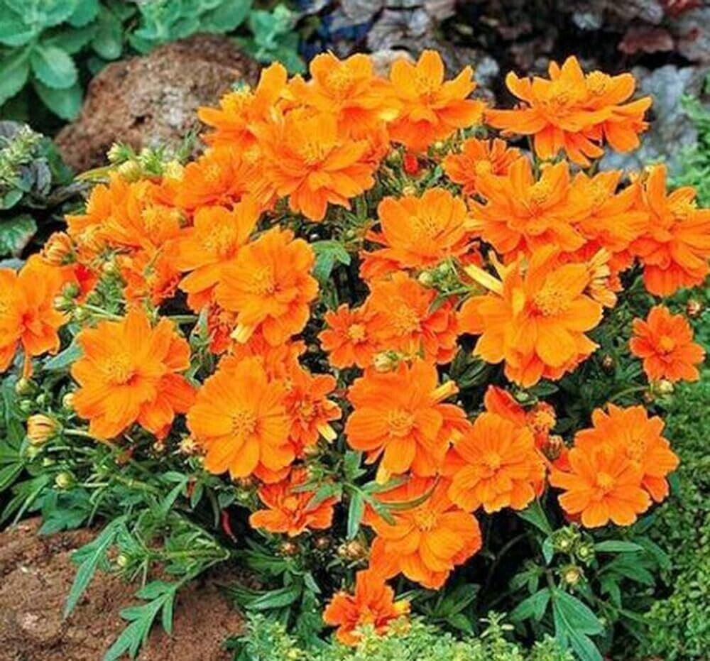 Cosmos 'Orange Carpet' 6 x Plug Plants