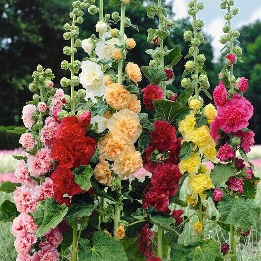 Hollyhock 'Chaters' Mix Doubles 6 x Plug Plants - Beautiful Double Mix