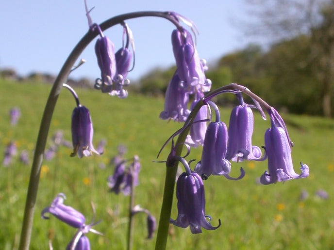 Bluebell Bulbs - Navalis Native bluebell 25 x Bulbs