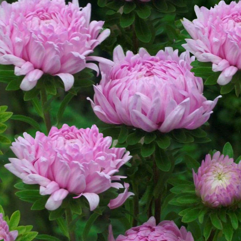 Peony Aster "Delicate Pink" 6 x plug plants