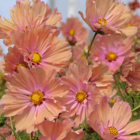 Cosmos 'Apricotta' 6 x Plug Plants