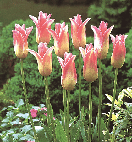 Tulip 'Elegant Lady' 20 x Bulbs - Beautiful Pink and White Flowers - Spring Flowering Bulbs