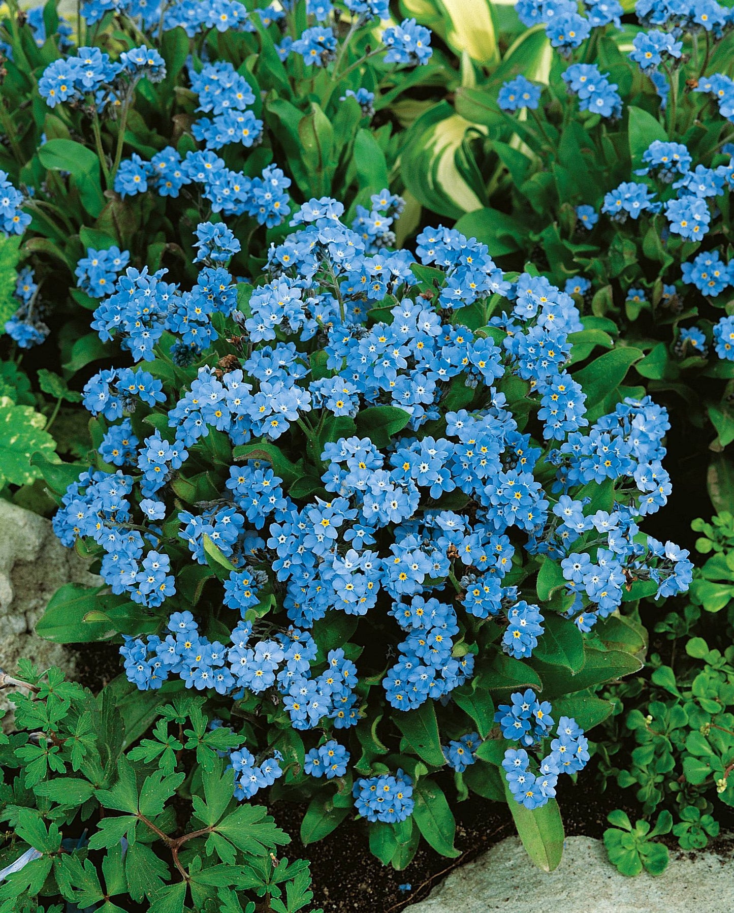 Forget-Me-Not Blue 6 x Plug Plants