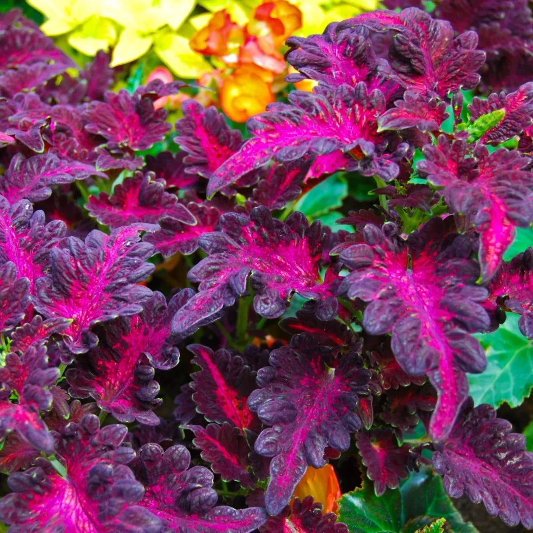 Coleus 'Black Dragon' Small Houseplant 6 x Plug Plant