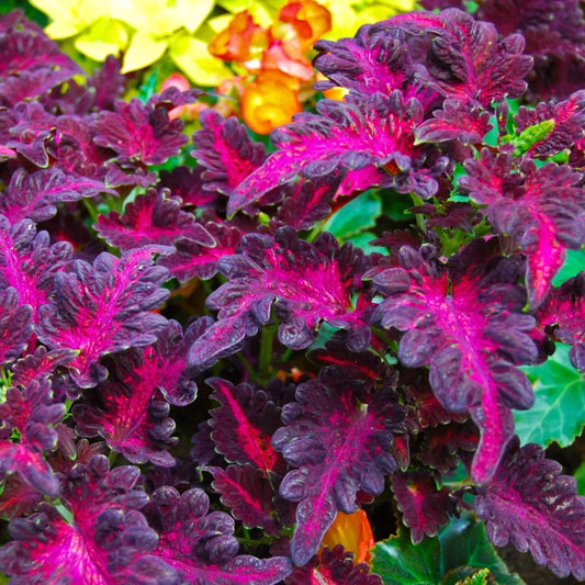 Coleus 'Black Dragon' Small Houseplant 6 x Plug Plant