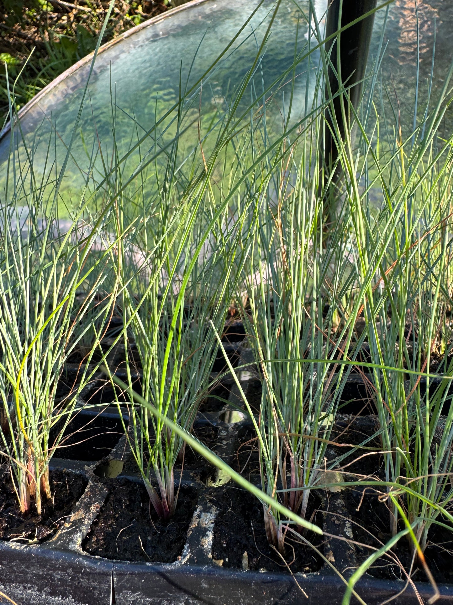 Blue Fescue 'Festuca glauca' 3 x Large Plug Plants