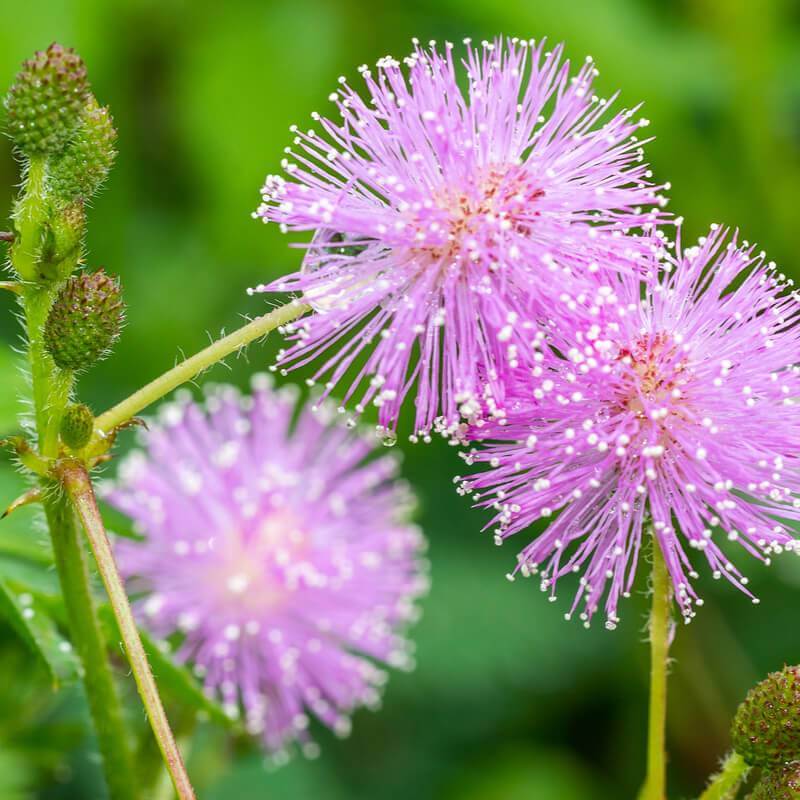 Mimosa Pudica 'Sensitive Plant' Small Houseplant 5 x Plug Plant