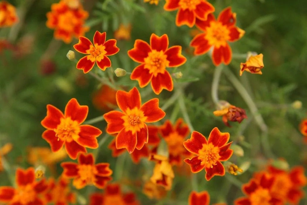 Signet Marigold Tagetes Tenuifolia Red Gem - 6 x Plug Plants