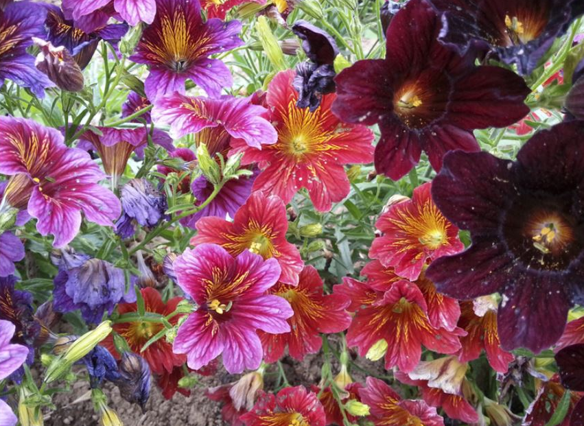 Salpiglossis Sinuata Superbissima Mix - 6 x Plug Plants