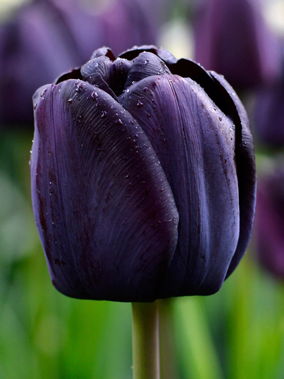 Tulip 'Queen Of Night' 20 x Bulbs - Spring Flowering Bulbs - Beautiful Purple and Black Flowers