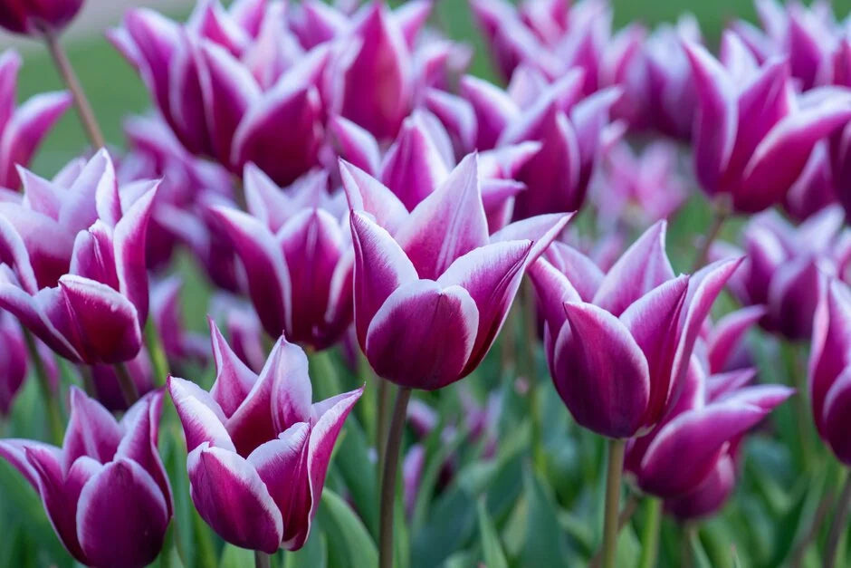 Tulip 'Claudia' 20 x Bulbs - Spring Flowering Bulbs - White/Pink