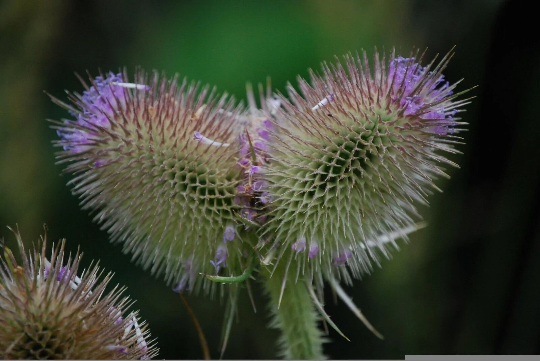 Wild Teasel 3 x Plug Plants - Perfect for gold finches and other birds