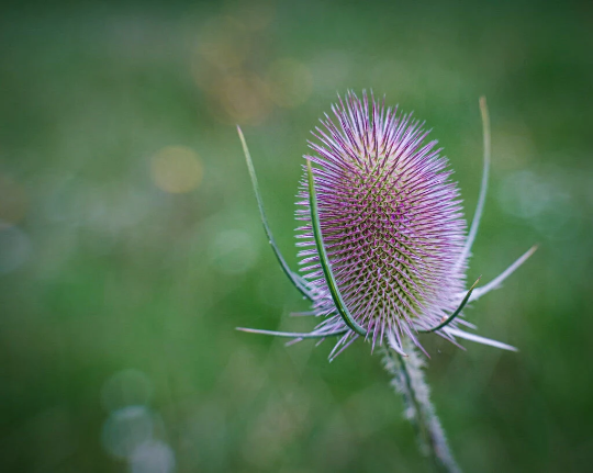 Wild Teasel 3 x Plug Plants - Perfect for gold finches and other birds