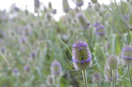 Wild Teasel 3 x Plug Plants - Perfect for gold finches and other birds