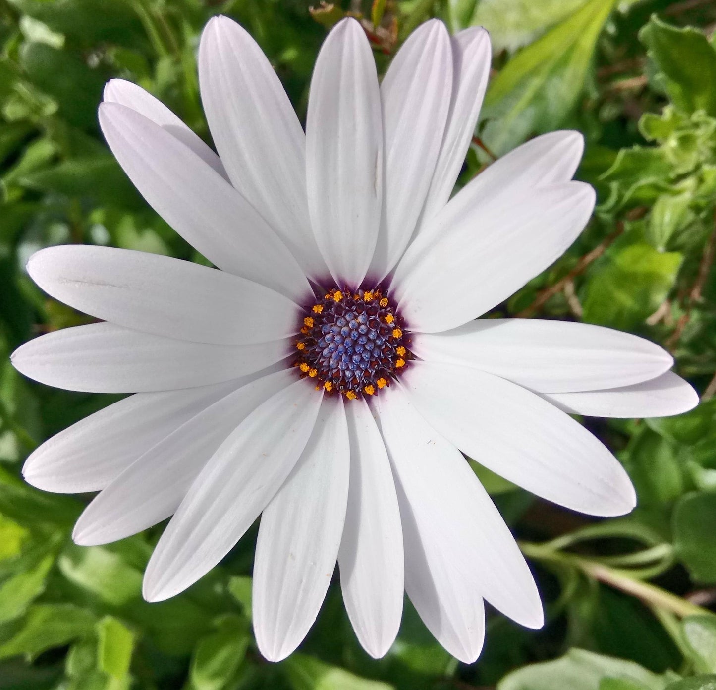 African Daisy 'Glistening White' 6 x Plug Plants