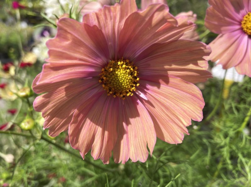 Cosmos 'Apricotta' 6 x Plug Plants