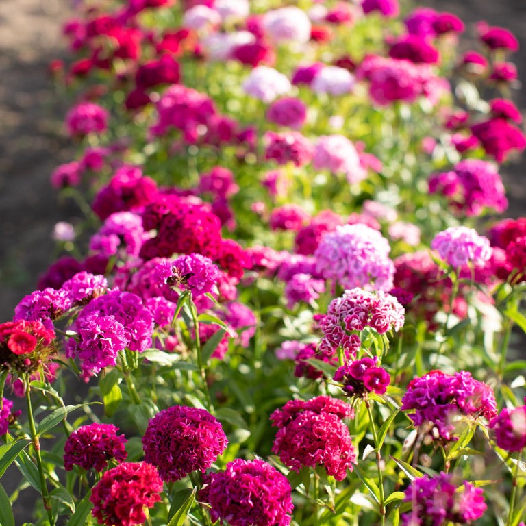 Sweet William Dianthus Barbatus Super Duplex Mix - 8 x Plug plants