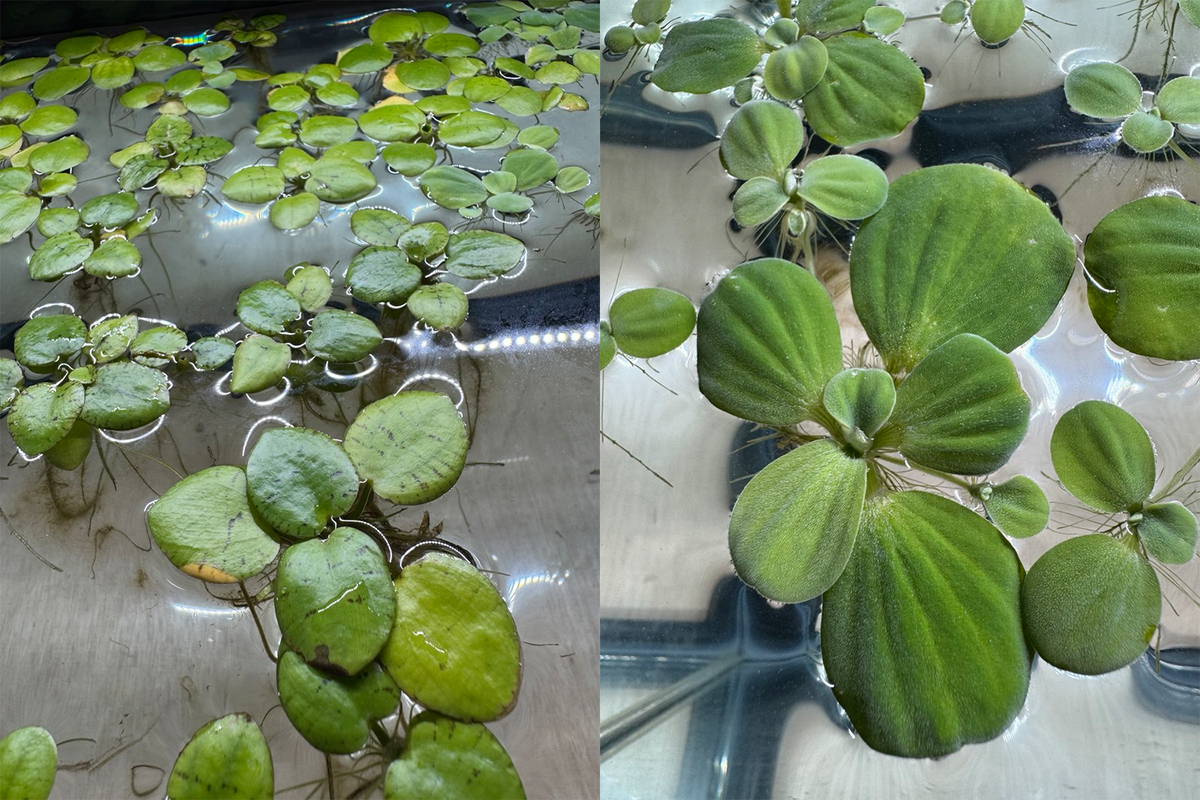 Floating Aquarium Bundle - 3 x Amazon Frogbit - 3 x Aquatic Lettuce
