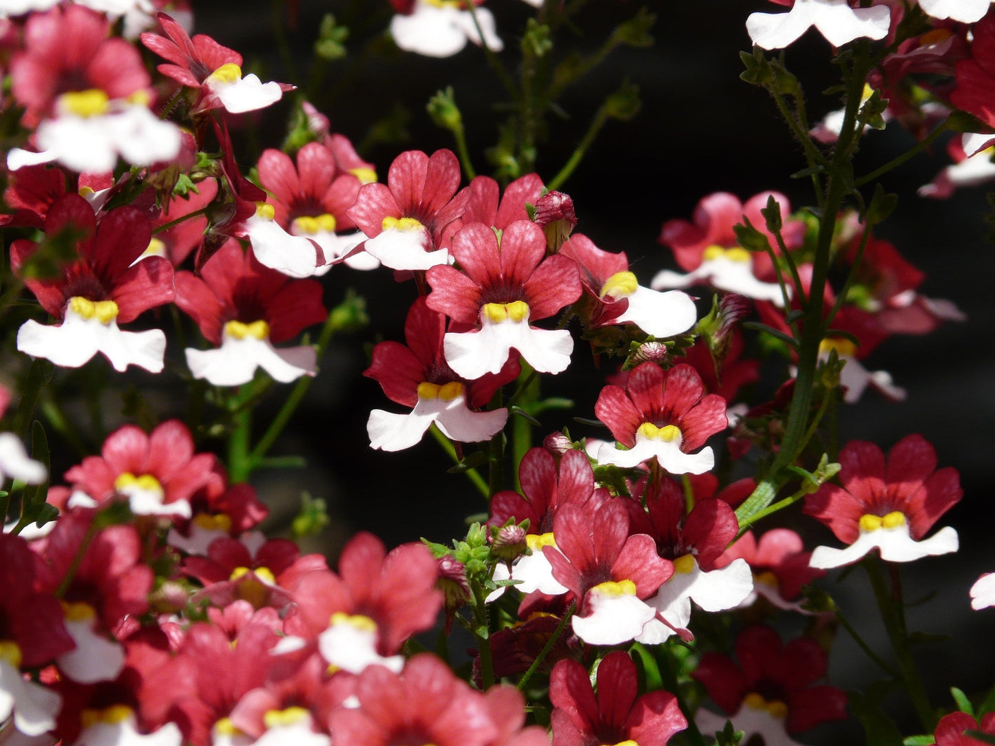 Nemesia strumosa 'St. George' 6 x Plug Plants