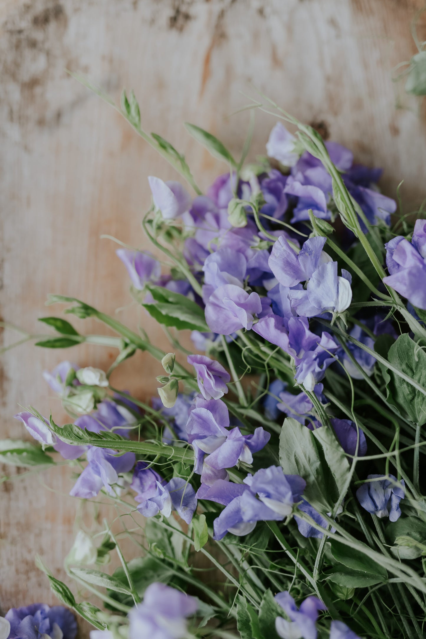 Sweet Pea 'Royal Family Lavender' 3 x Plug Plants