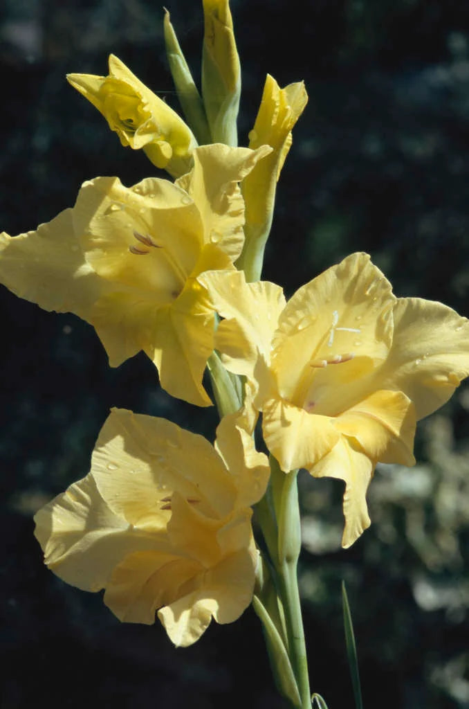 Large Flowering Gladioli Mixed Colours Summer flowering 30 x Bulbs