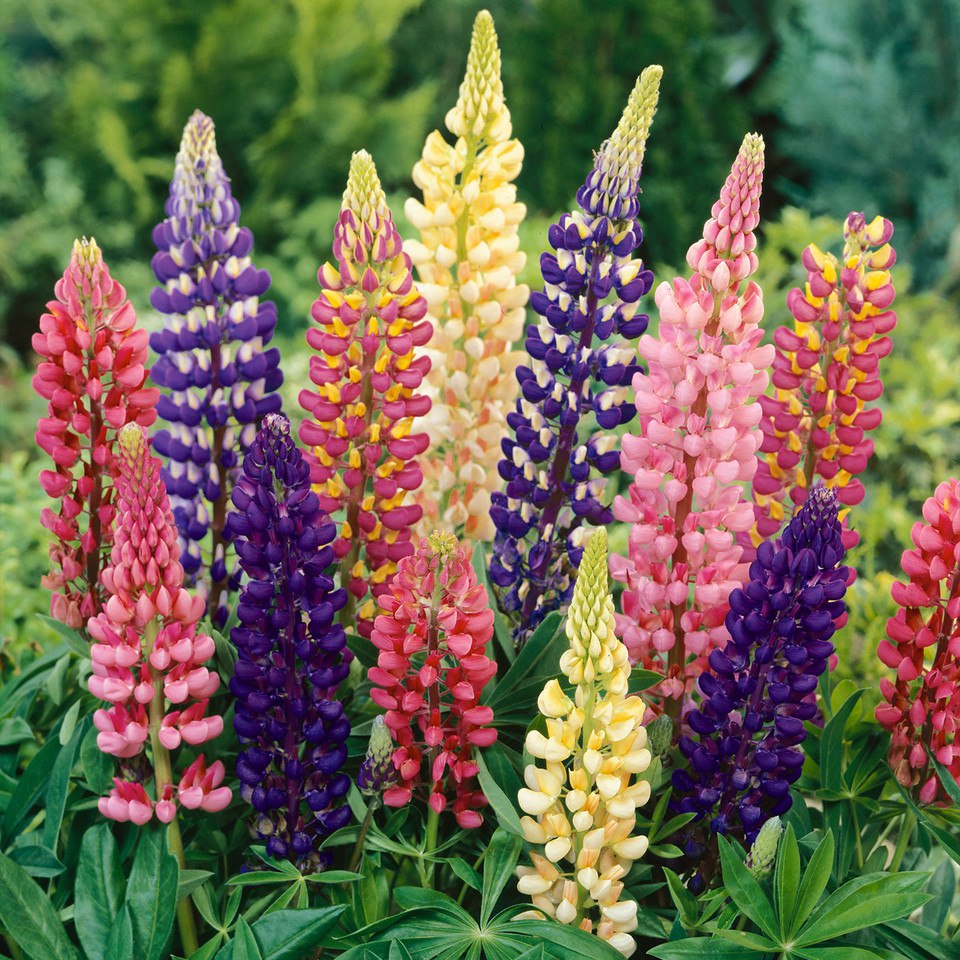 Large-Leaved Lupin 6 x Plug Plants