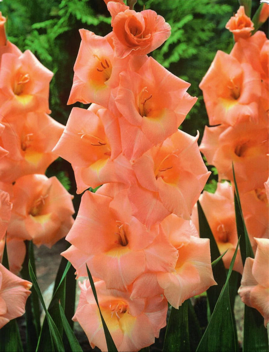 Large Flowering Gladioli Mixed Colours Summer flowering 30 x Bulbs