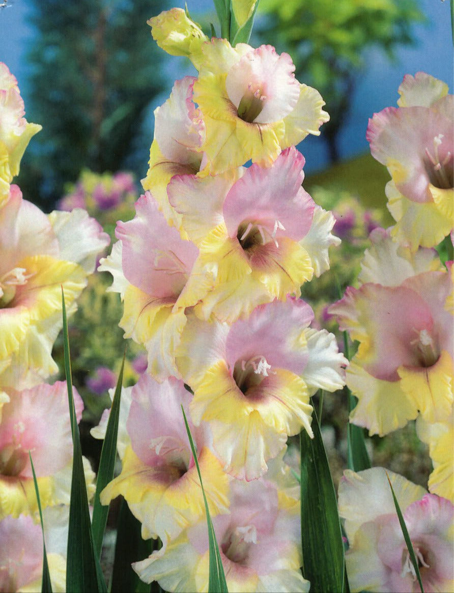 Large Flowering Gladioli Mixed Colours Summer flowering 30 x Bulbs