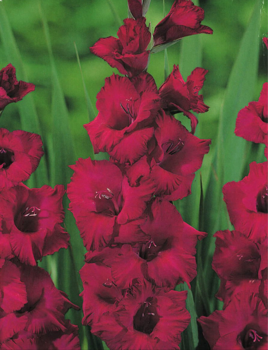 Large Flowering Gladioli Mixed Colours Summer flowering 30 x Bulbs