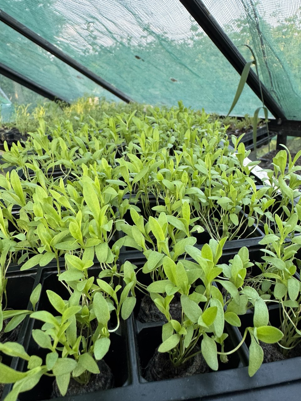 Gypsophila Elegans 'Baby's Breath' 4 x Plug Plants