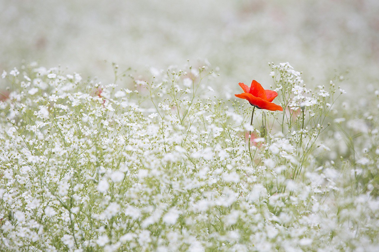 Gypsophila Elegans 'Baby's Breath' 4 x Plug Plants