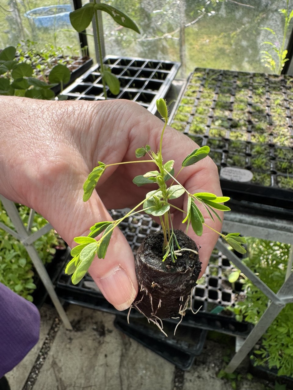 Mimosa Pudica 'Sensitive Plant' Small Houseplant 5 x Plug Plant