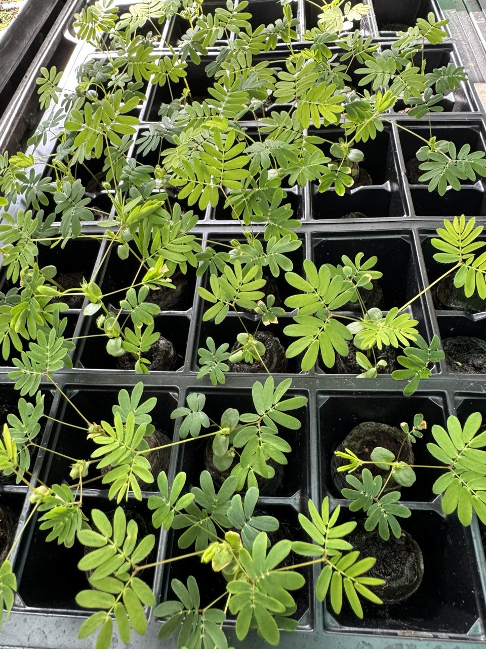 Mimosa Pudica 'Sensitive Plant' Small Houseplant 5 x Plug Plant