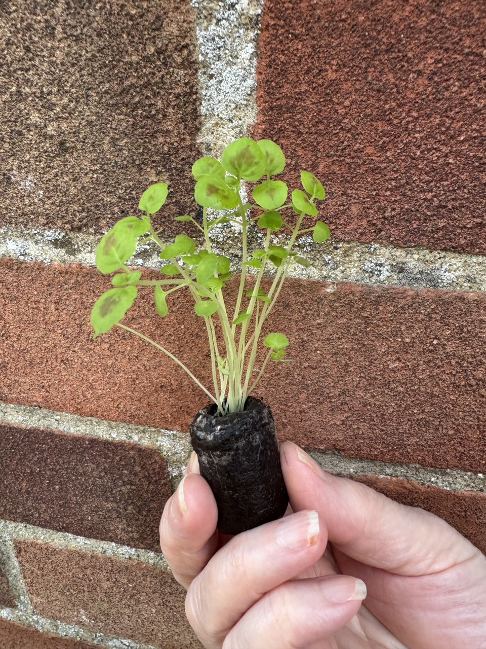 Coleus 'Black Dragon' Small Houseplant 6 x Plug Plant
