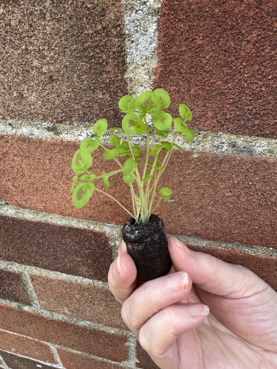 Coleus 'Black Dragon' Small Houseplant 6 x Plug Plant