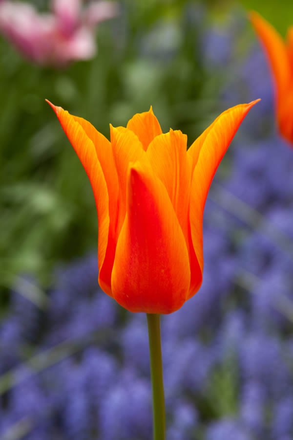 Tulip 'Ballerina' 25 x Bulbs - Spring Flowering Bulbs - Orange