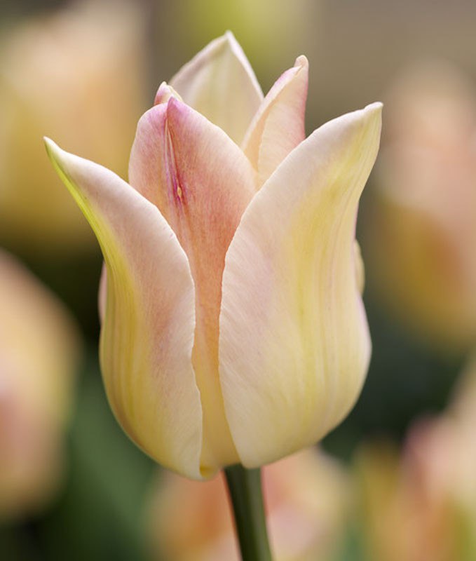 Tulip 'Elegant Lady' 25 x Bulbs - Spring Flowering Bulbs - Pink/White