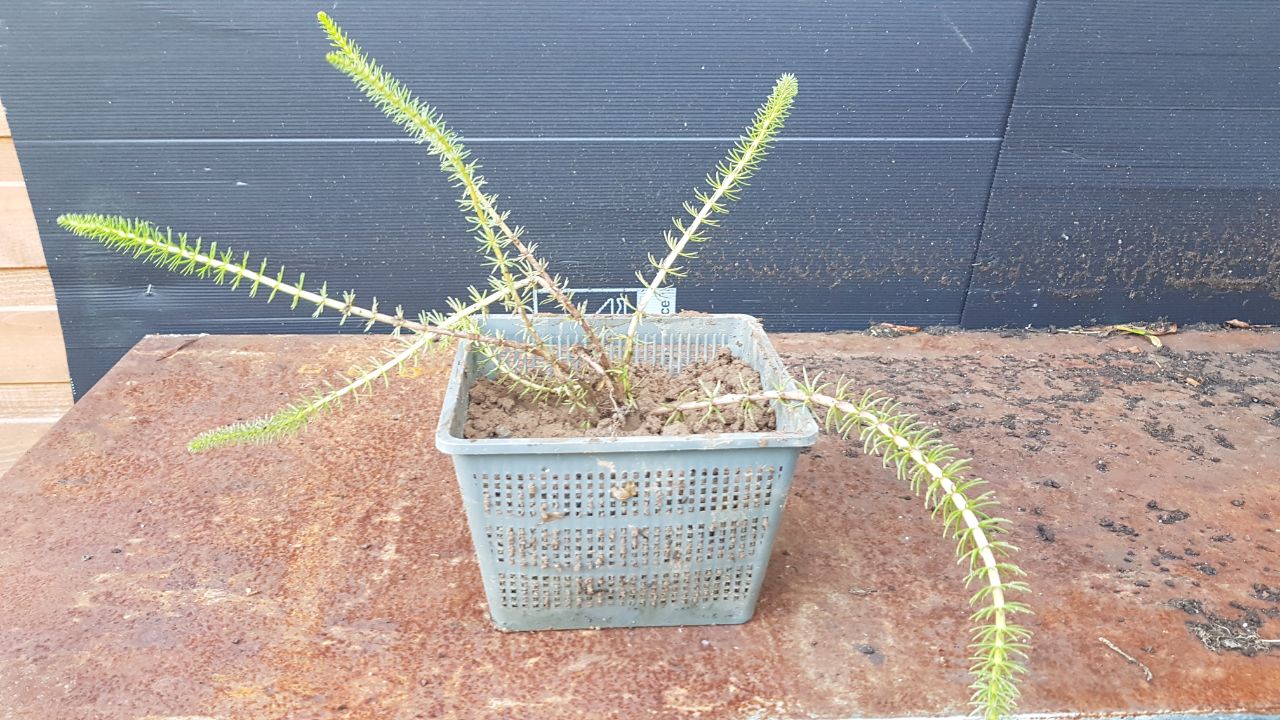 Mare's Tail 'Hippuris vulgaris' - 6 x rooted cuttings