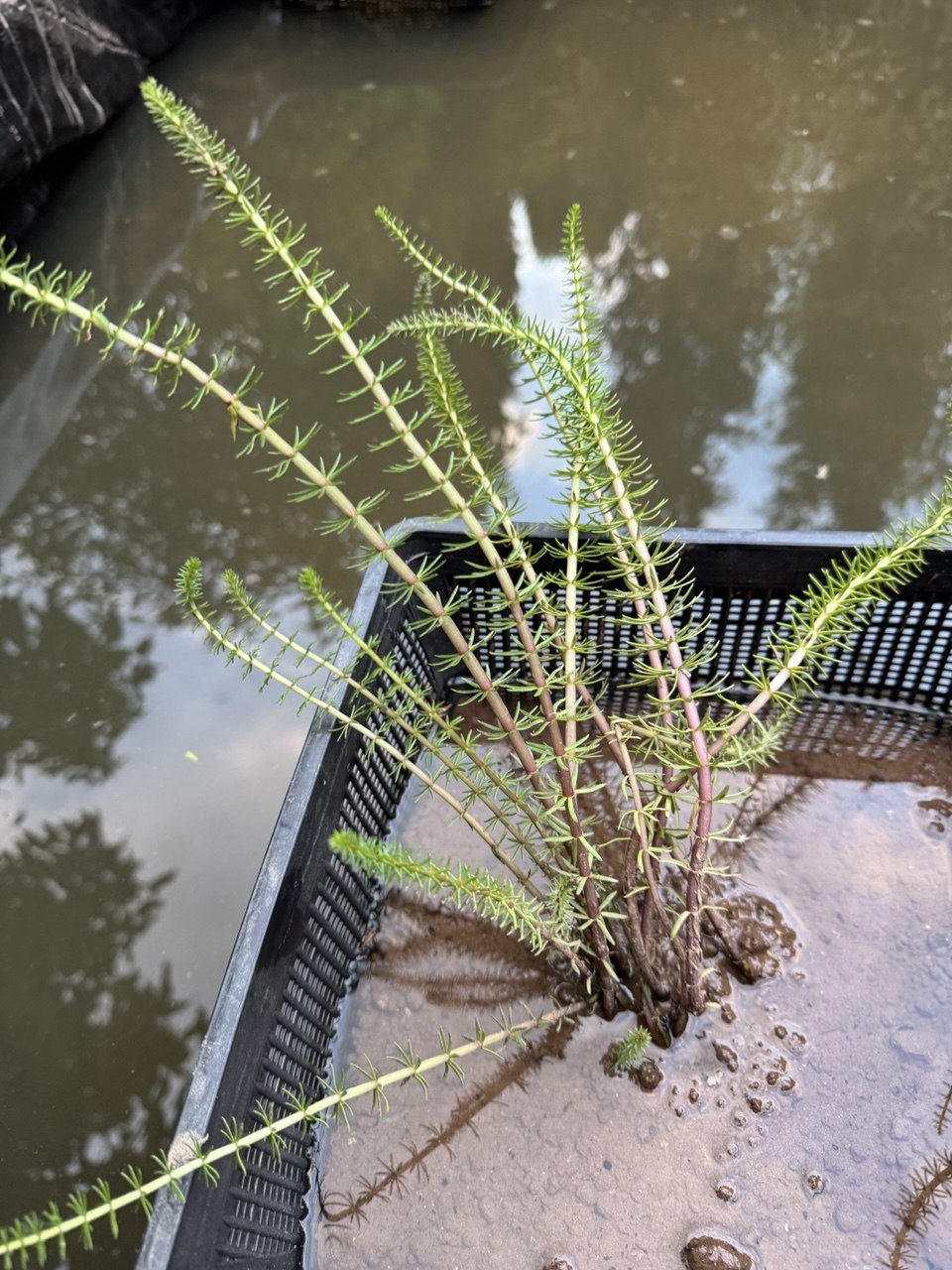 Mare's Tail 'Hippuris vulgaris' - 4 x rooted cuttings