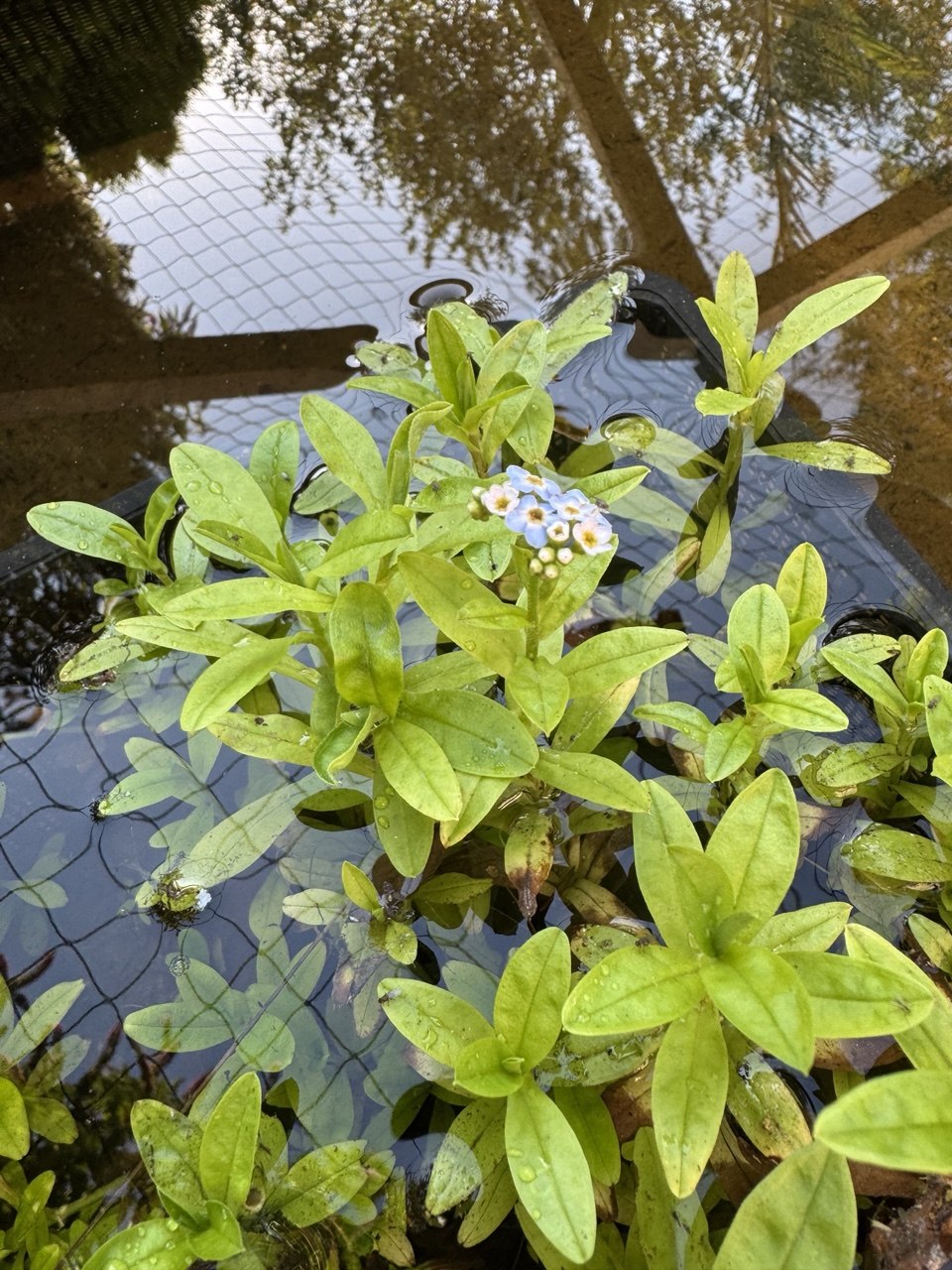 Forget-me-not Aquatic 3 x Bare Rooted Stems