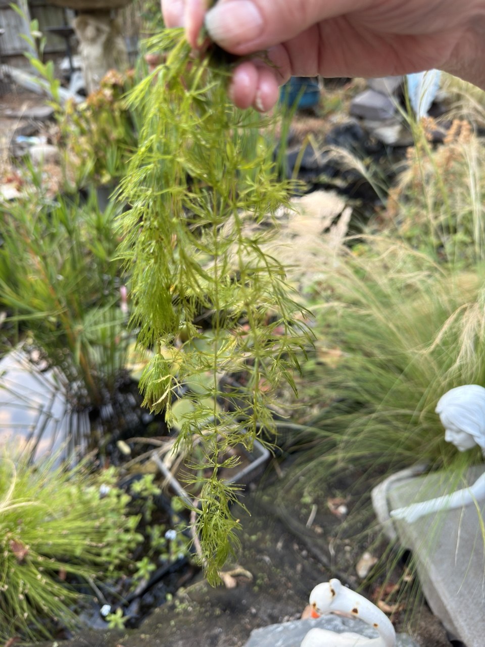 Hornwort 'Ceratophyllum demersum' – 2 x Bunches