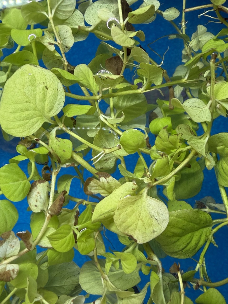 Creeping Jenny 3 x Stems for aquariums and fish tanks