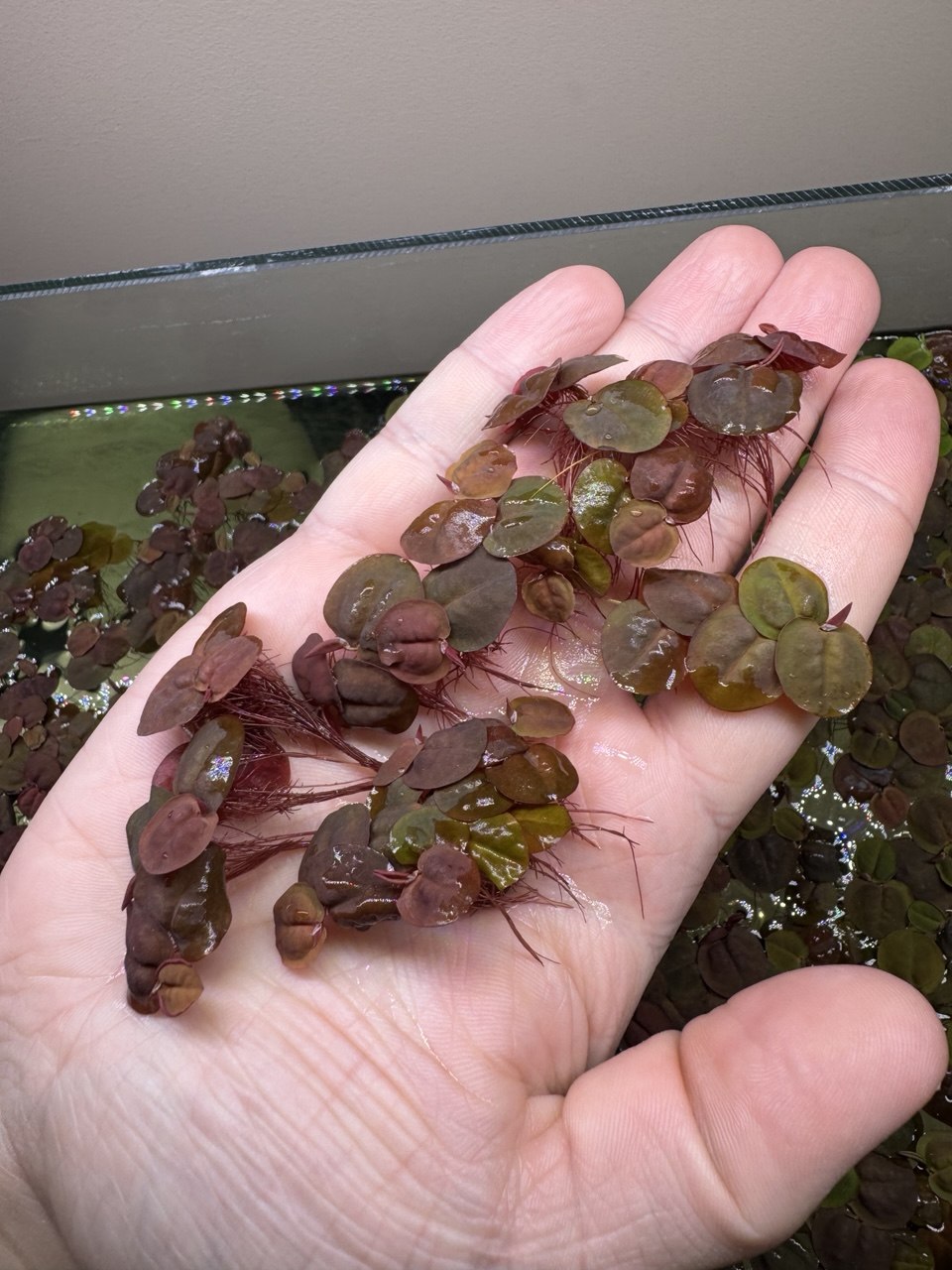 Red Root Floater 'Phyllanthus fluitans' – 40 Leaves