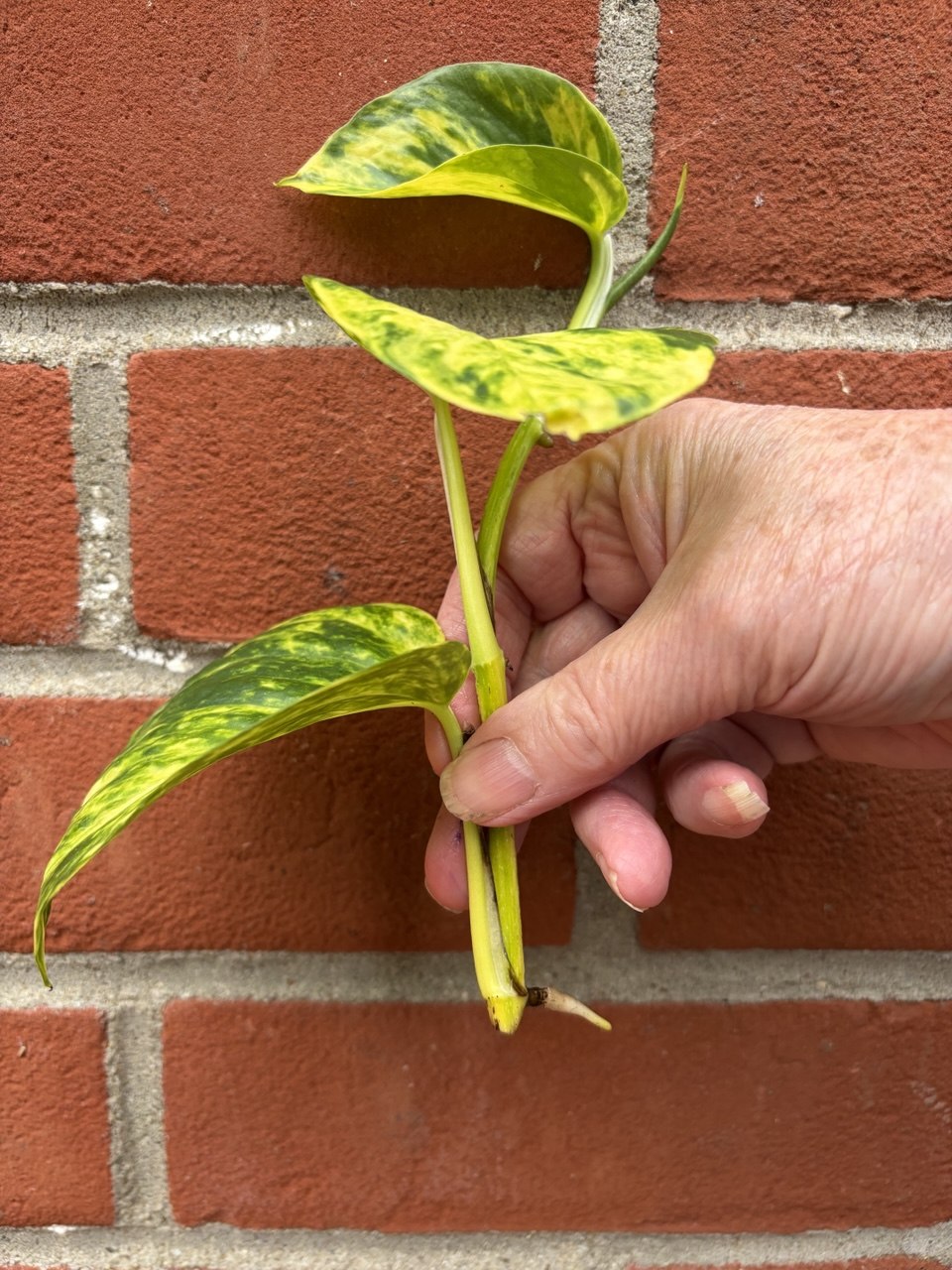 Large Golden Pothos House Plant 1 x Bare rooted plant